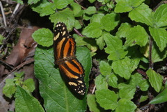 Castilia eranites