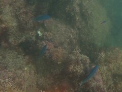 Chromis punctipinnis