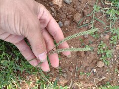 Tragus berteronianus