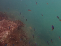 Chromis punctipinnis