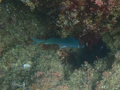 Chromis punctipinnis