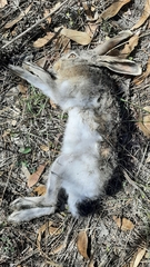 Lepus callotis