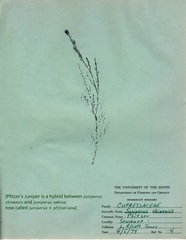 Juniperus × pfitzeriana
