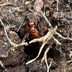 Sphictostethus nitidus