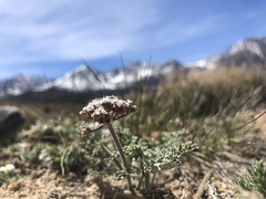 Lomatium nevadense nevadense