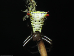 Micrathena lucasi