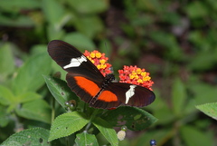 Heliconius clysonymus