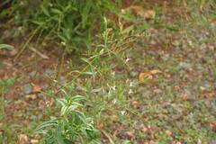 Andrographis paniculata