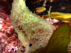 Chondracanthus spinosus