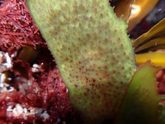Chondracanthus spinosus