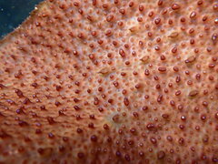 Chondracanthus spinosus