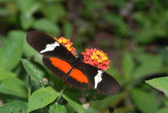 Heliconius clysonymus