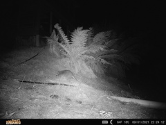 Potorous tridactylus