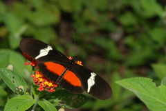 Heliconius clysonymus