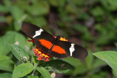Heliconius clysonymus