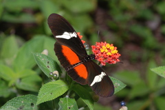 Heliconius clysonymus