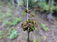 Coprosma spathulata spathulata
