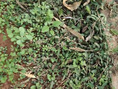 Alysicarpus vaginalis