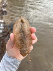 Pectinatella magnifica