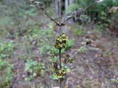 Coprosma spathulata spathulata
