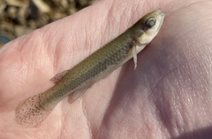 Fundulus olivaceus
