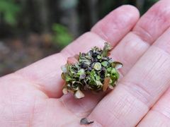 Coprosma spathulata spathulata