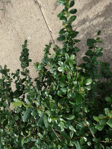 Ehretia microphylla