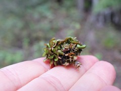 Coprosma spathulata spathulata