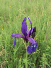 Iris sibirica