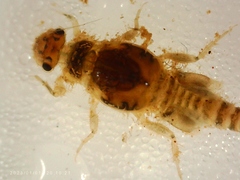 Leptohyphidae