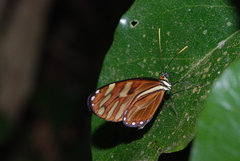 Ithomia