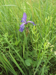 Iris sibirica