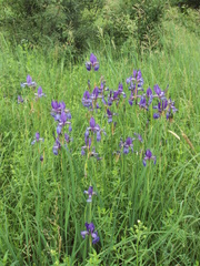Iris sibirica