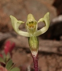 Disperis villosa