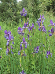Iris sibirica