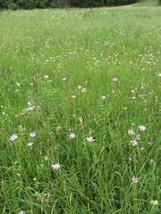 Scorzonera purpurea