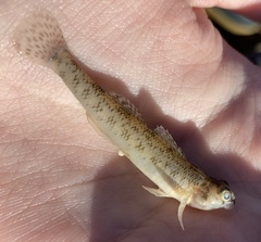 Etheostoma nigrum