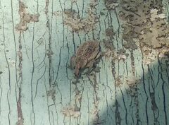 Sciaphobus squalidus