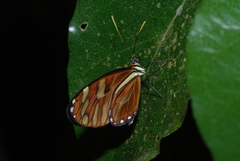 Ithomia