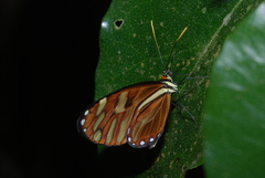 Ithomia