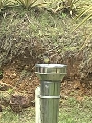 Myiarchus tuberculifer