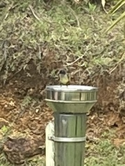 Myiarchus tuberculifer