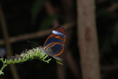 Ithomia patilla