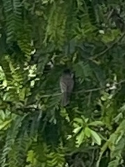 Myiarchus tuberculifer