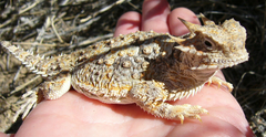 Phrynosoma platyrhinos
