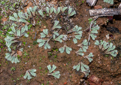 Riccia trichocarpa