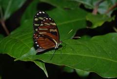 Ithomia heraldica