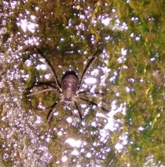Dicranopalpus larvatus