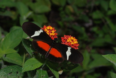 Heliconius clysonymus montanus
