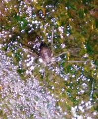 Dicranopalpus larvatus